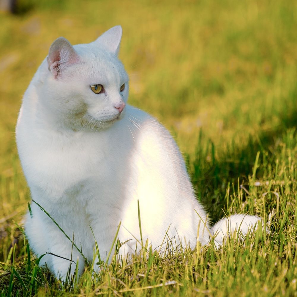 cute white cat sitting outdoor