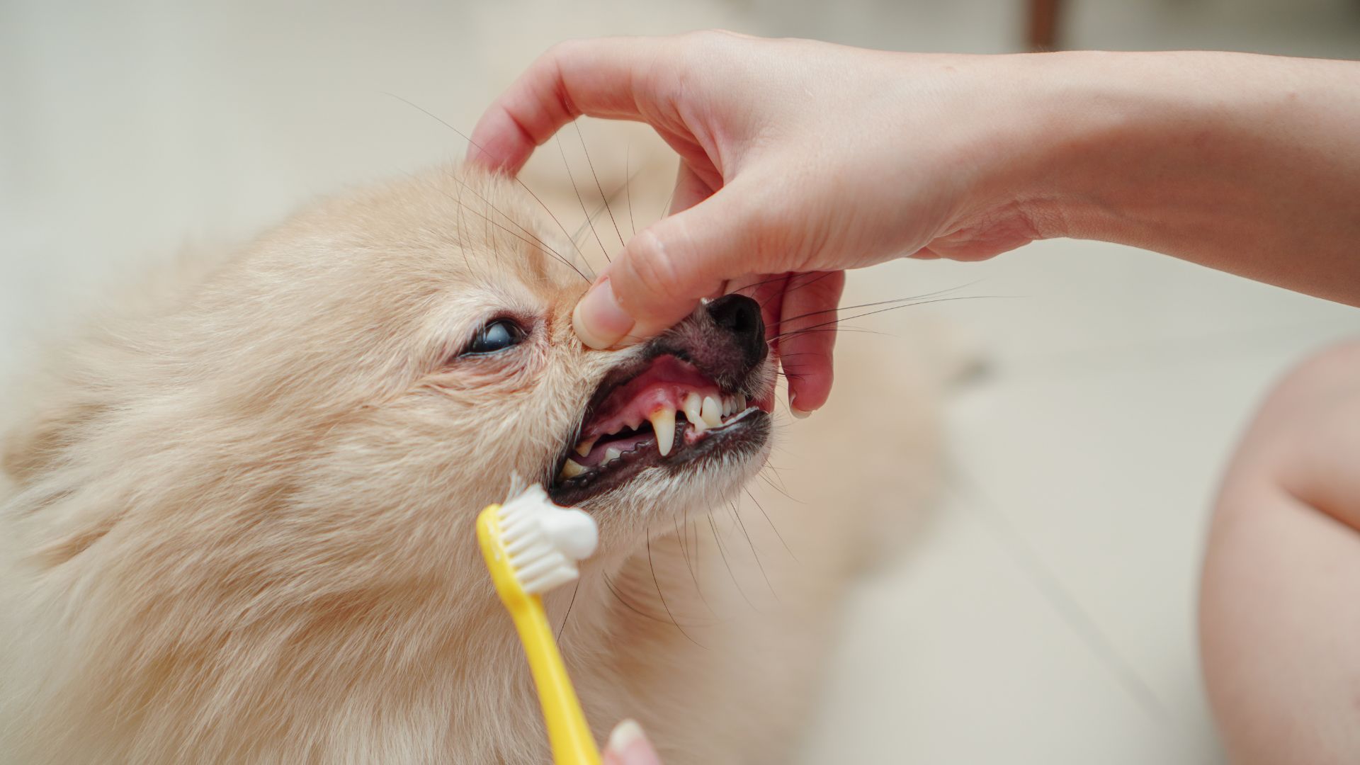 owner brush pet teeth