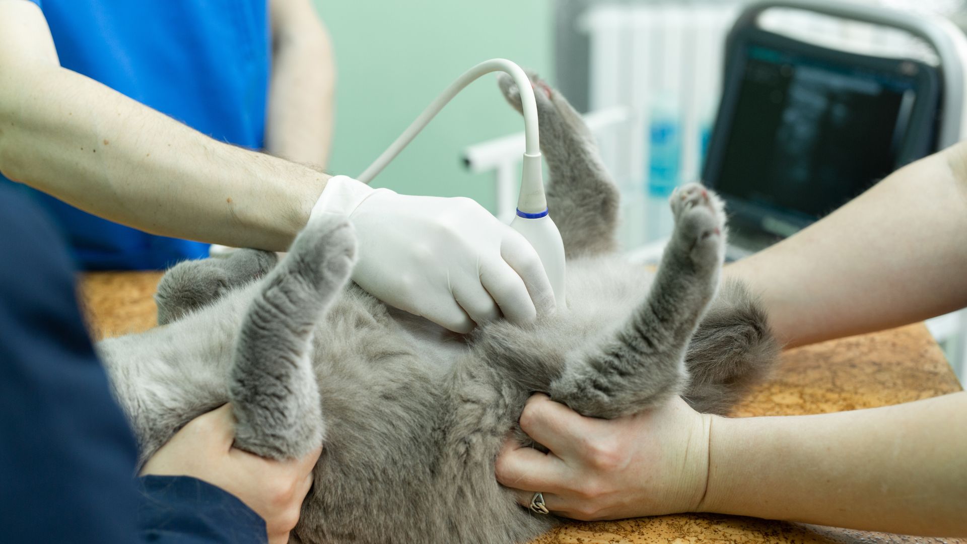 vet does an ultrasound cat in clinic