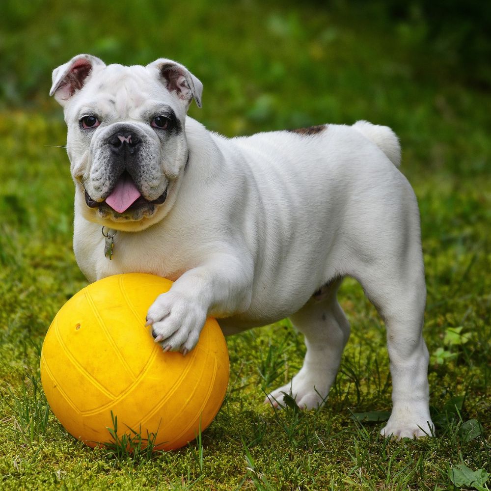 cute dog with the ball