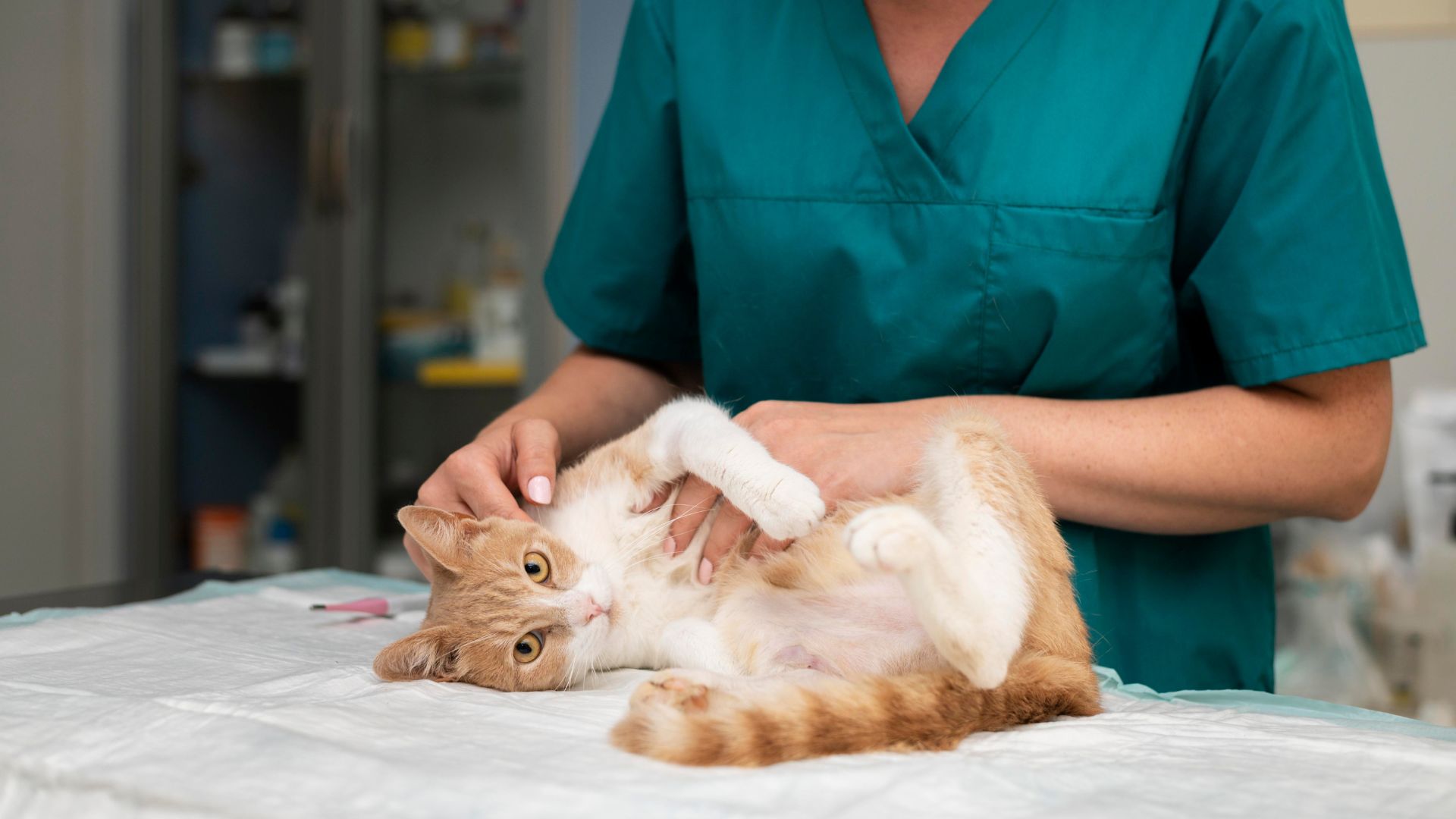 photo close up on veterinarian taking care of cat
